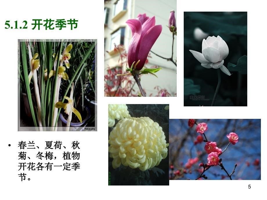 开花、传粉和受精.ppt_第5页