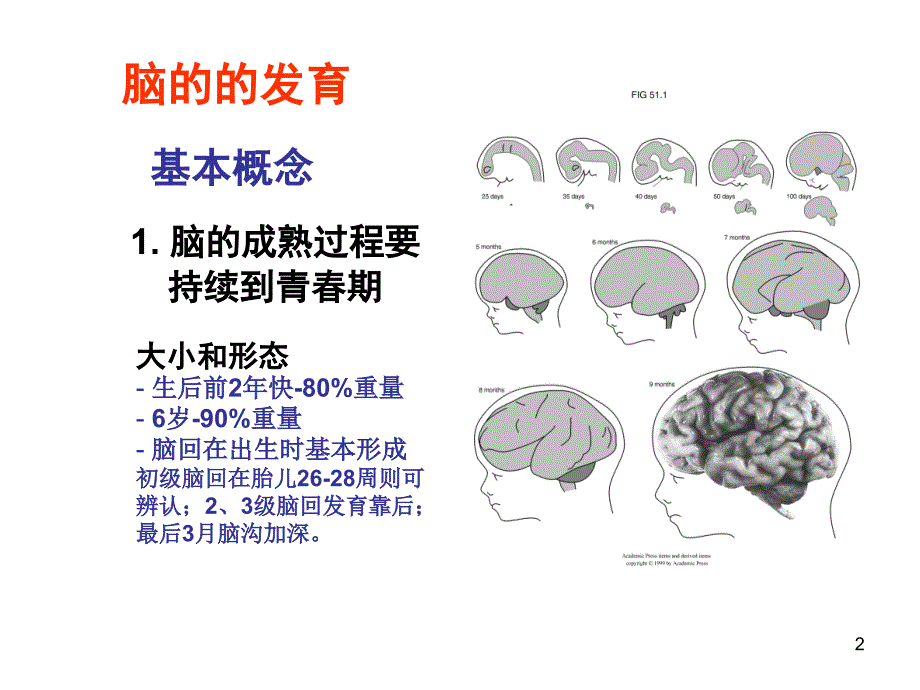 （优质课件）认知发育和脑老化_第2页