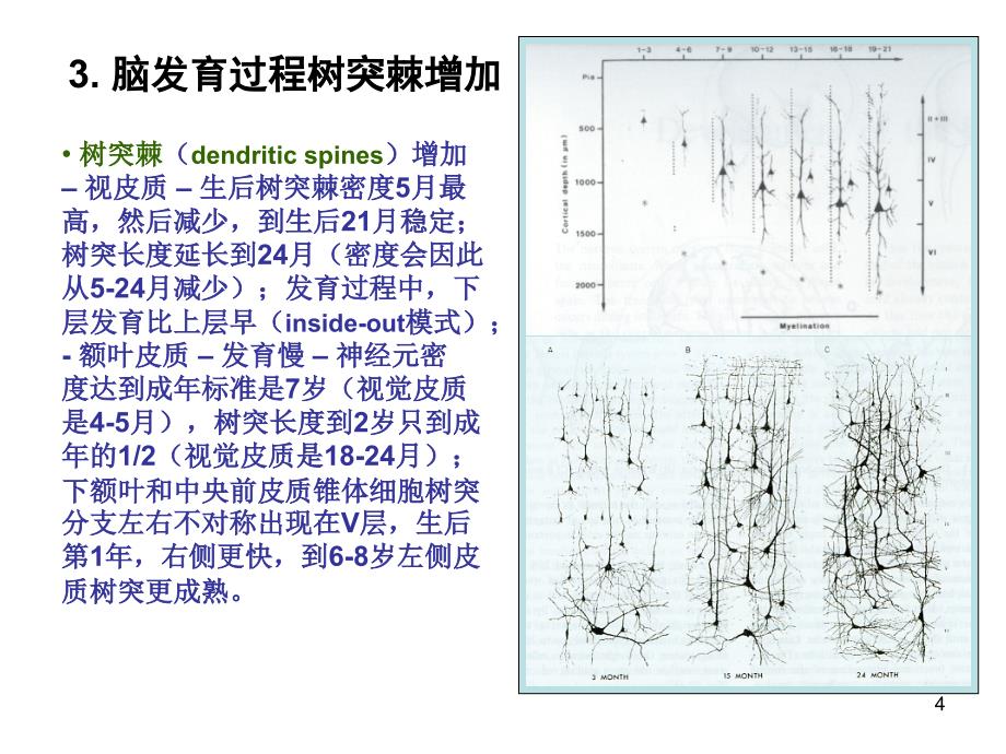 （优质课件）认知发育和脑老化_第4页