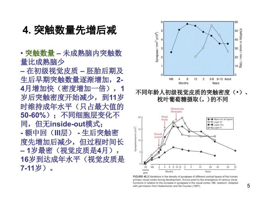 （优质课件）认知发育和脑老化_第5页