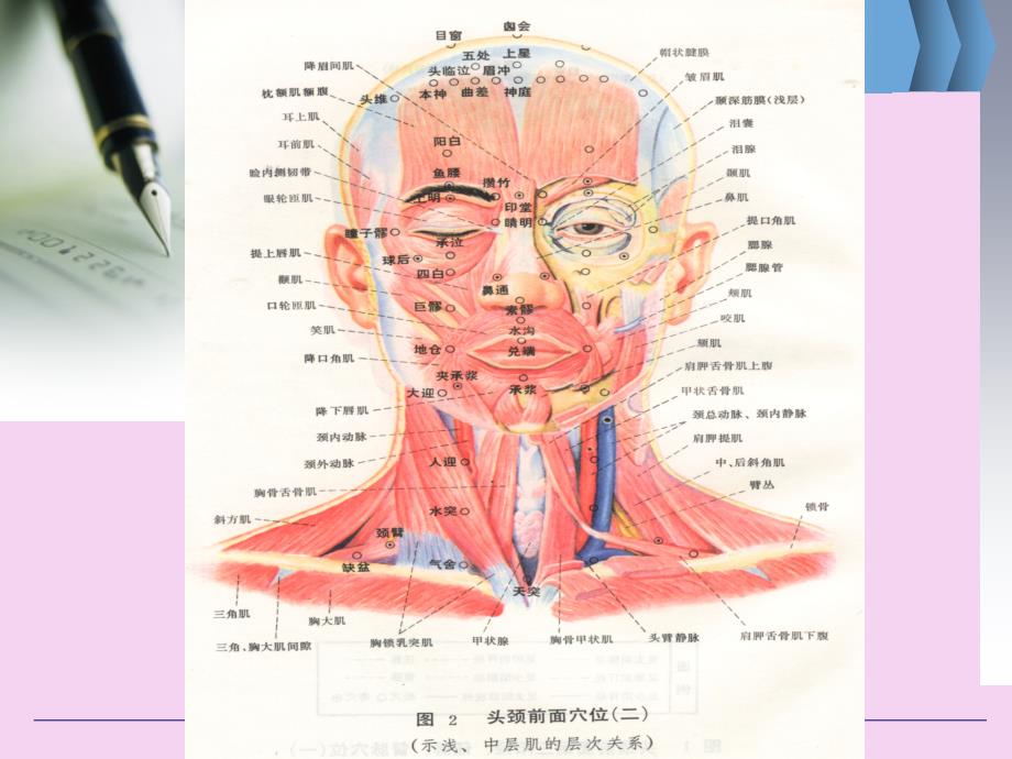 眼部穴位解剖ppt课件_第4页