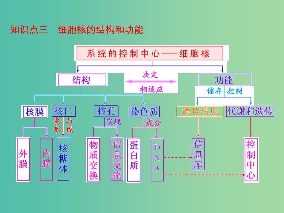 高考生物一轮复习 第二单元 第1讲 细胞膜与细胞核（含生物膜的流动镶嵌模型）课件 新人教版必修1.ppt_第5页