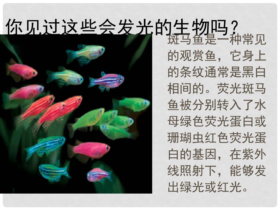 广东省揭阳市八年级生物下册 25.2 现代生物技术课件 （新版）北师大版_第2页