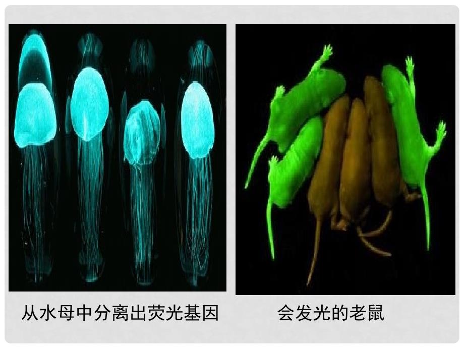 广东省揭阳市八年级生物下册 25.2 现代生物技术课件 （新版）北师大版_第4页