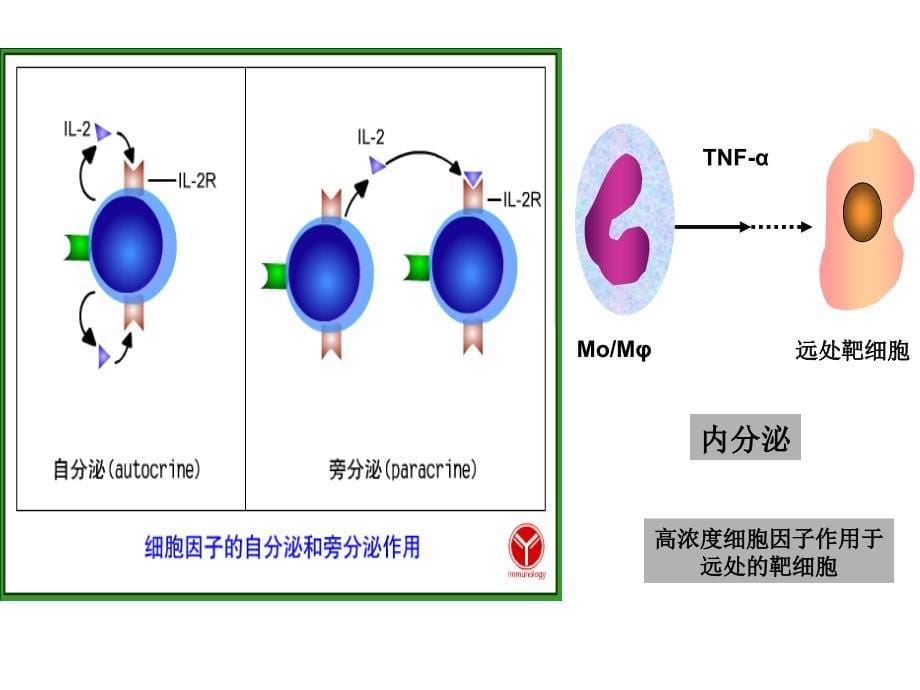 免疫学第七章细胞因子CD及粘附分子定稿_第5页