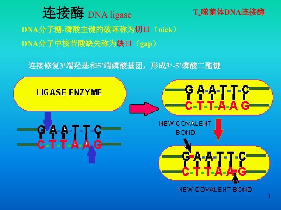 基因工程工具酶教学PPT_第3页