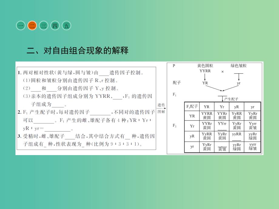 高中生物 第1章 遗传因子的发现 第1节 孟德尔的豌豆杂交实验（二）课件 新人教版必修2.ppt_第4页