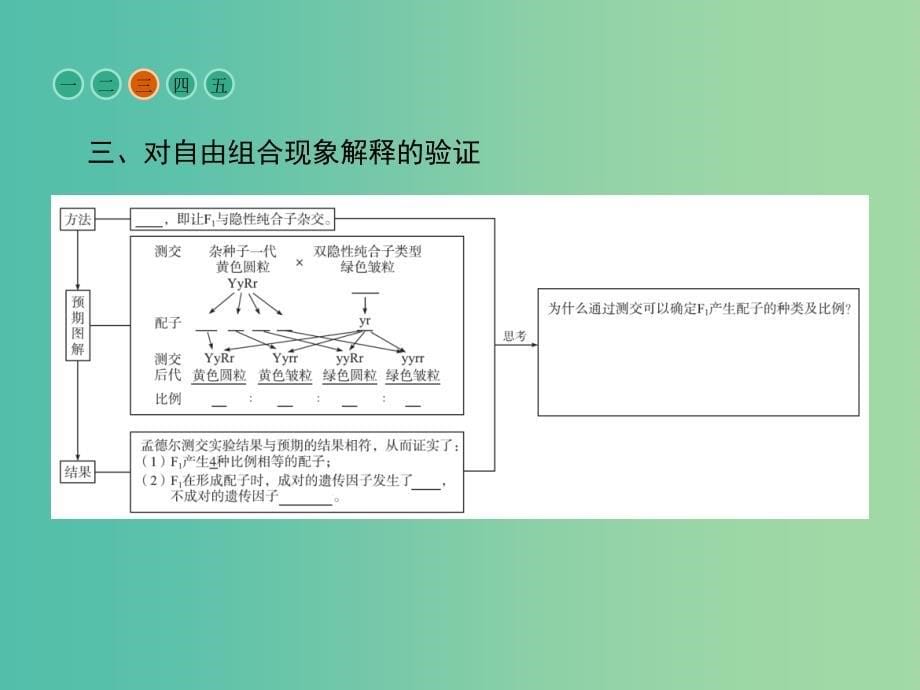 高中生物 第1章 遗传因子的发现 第1节 孟德尔的豌豆杂交实验（二）课件 新人教版必修2.ppt_第5页