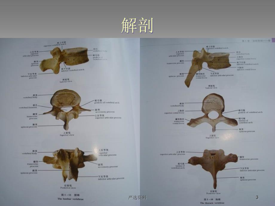 胸腰椎骨折的护理（行业荟萃）_第3页