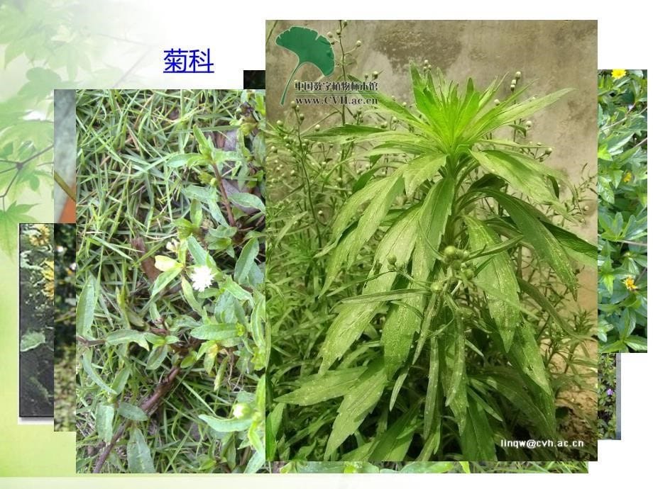 植物科属及常见植物_第5页