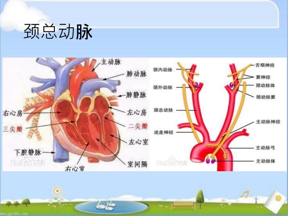 眼部动脉解剖_第4页