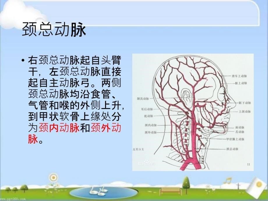 眼部动脉解剖_第5页