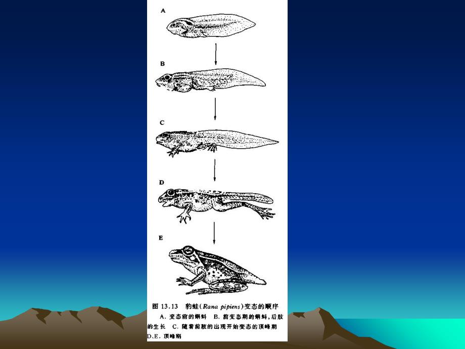 两栖动物的变态发育_第4页