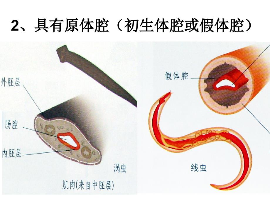 线形动物环节动物_第4页