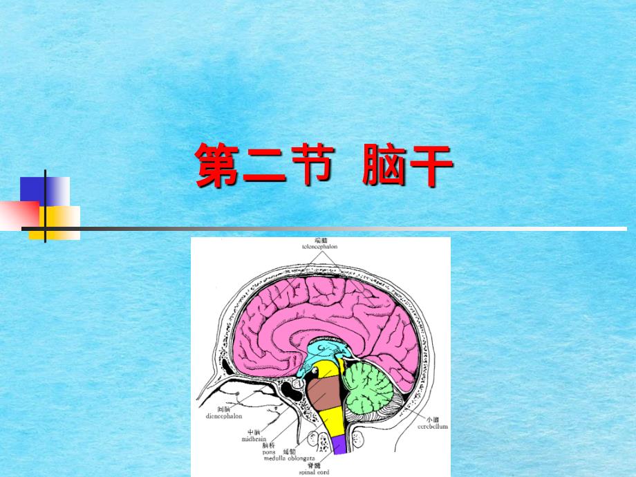 中枢神经系统二ppt课件_第1页