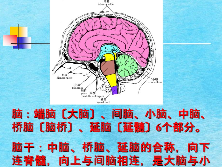 中枢神经系统二ppt课件_第2页