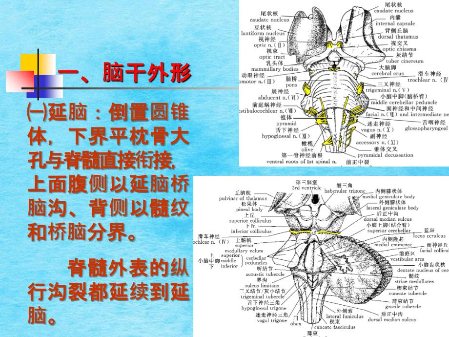 中枢神经系统二ppt课件_第3页