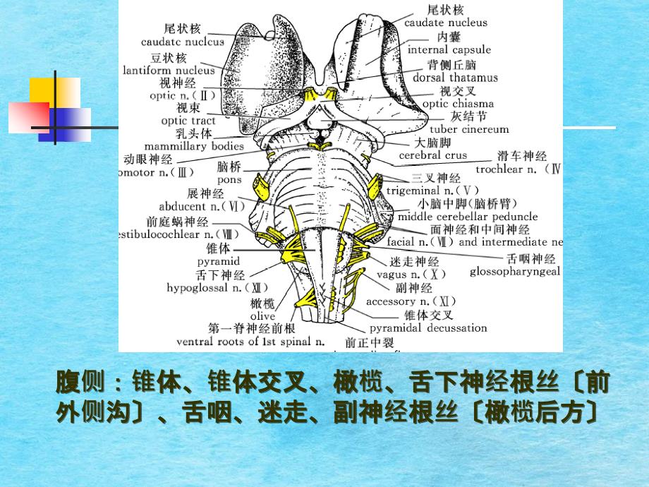 中枢神经系统二ppt课件_第4页