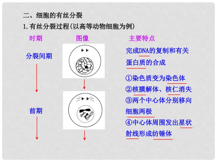 《细胞增殖》课件（1）_第4页