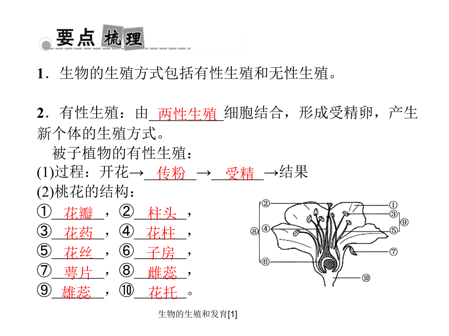 生物的生殖和发育1课件_第4页