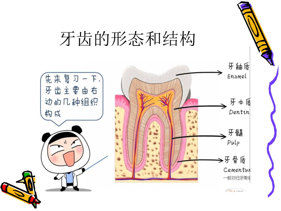 学会正确的刷牙课件_第2页