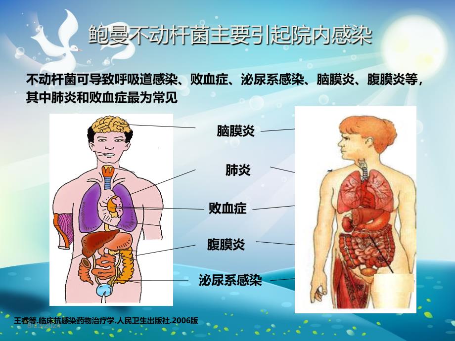 不动杆菌课件_第4页