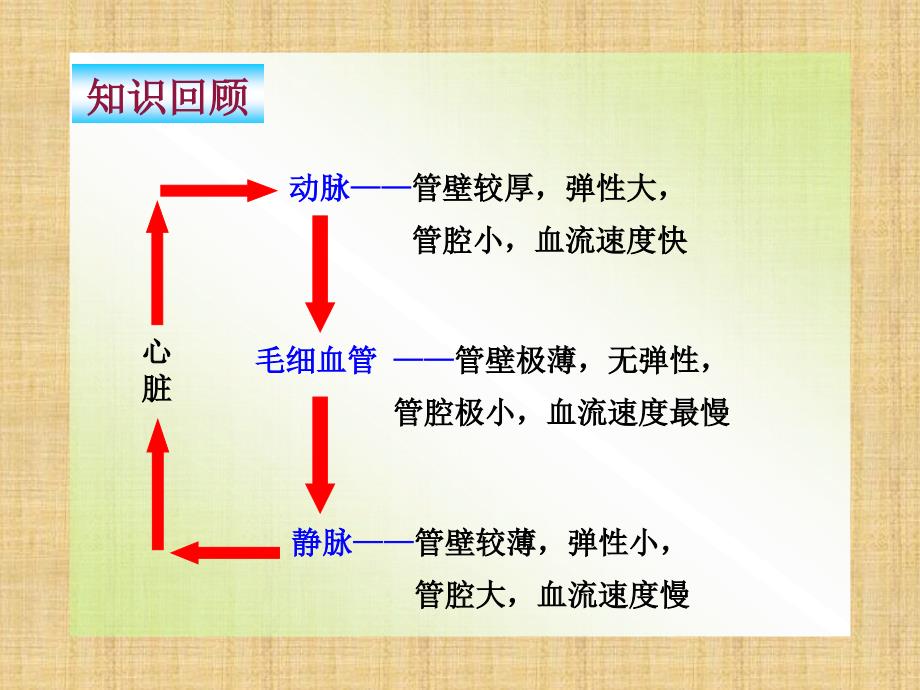 七年级生物下册输送血液的泵课件新人教版_第1页