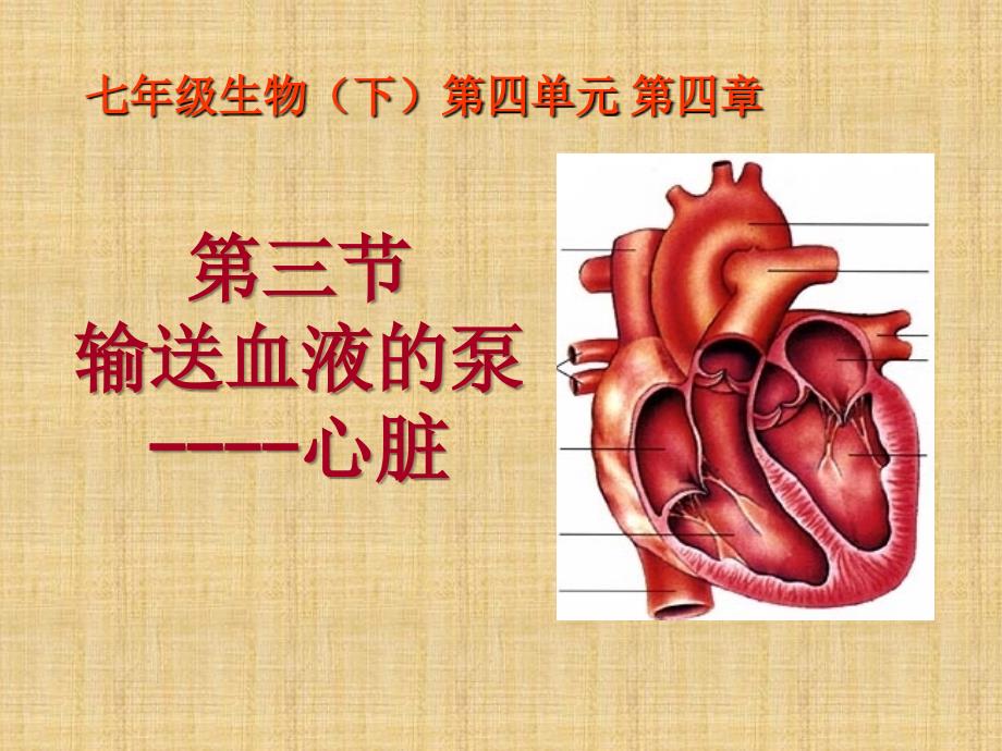 七年级生物下册输送血液的泵课件新人教版_第2页