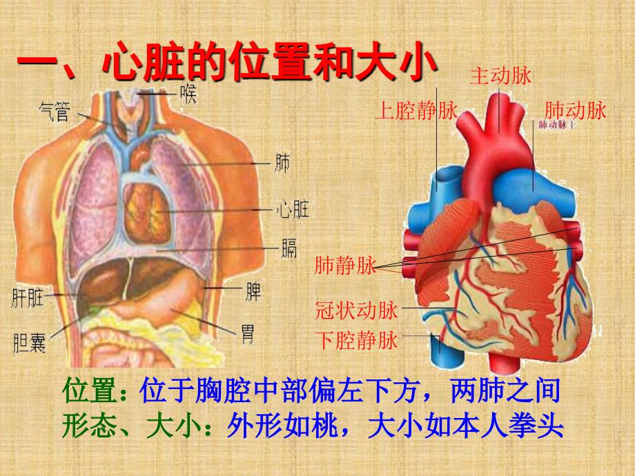 七年级生物下册输送血液的泵课件新人教版_第3页