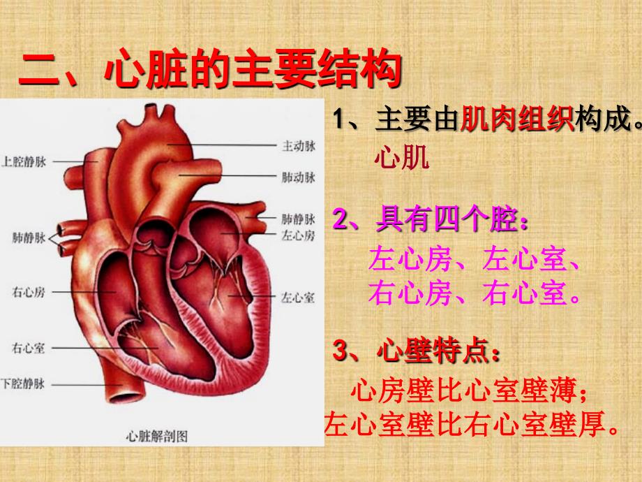 七年级生物下册输送血液的泵课件新人教版_第4页