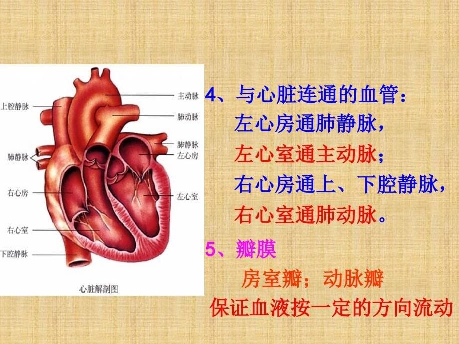 七年级生物下册输送血液的泵课件新人教版_第5页