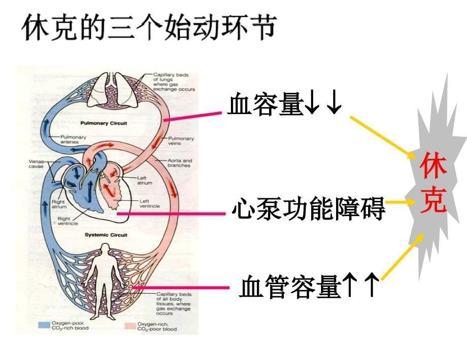 休克的病因和分类_第5页