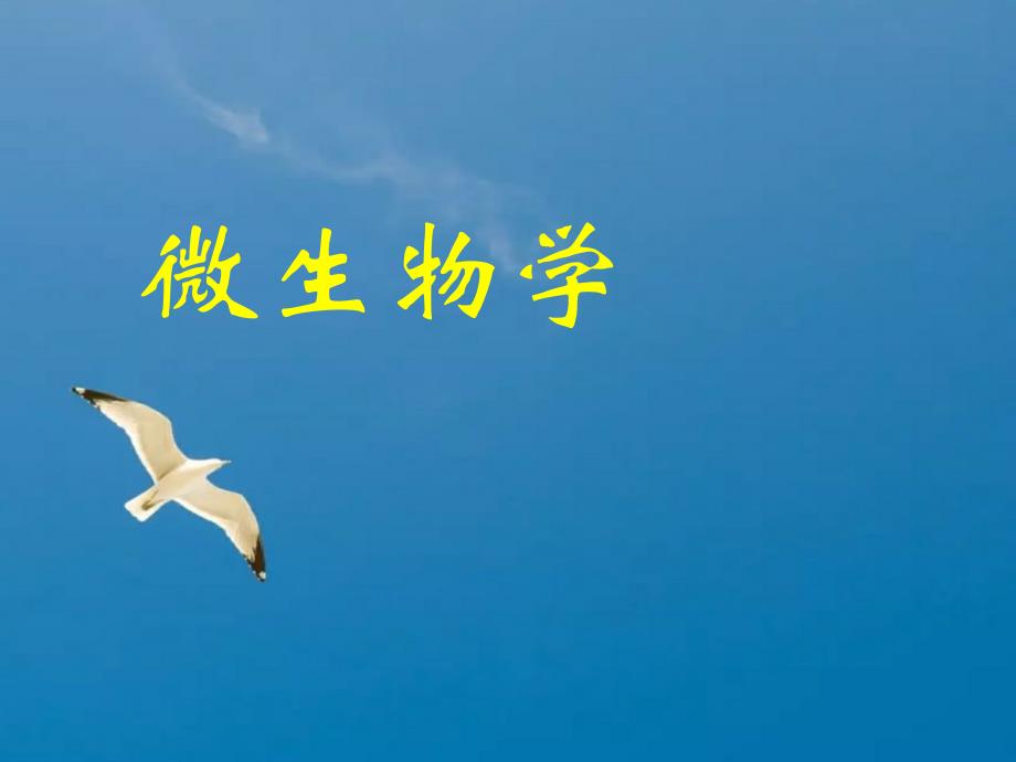 第十一章微生物的分类和鉴定ppt课件_第1页