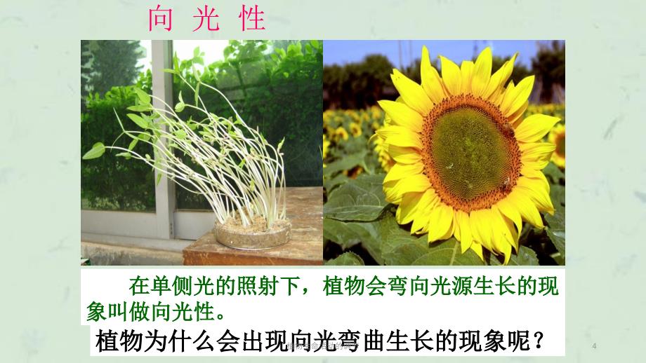 植物生命活动的调节课件_第4页