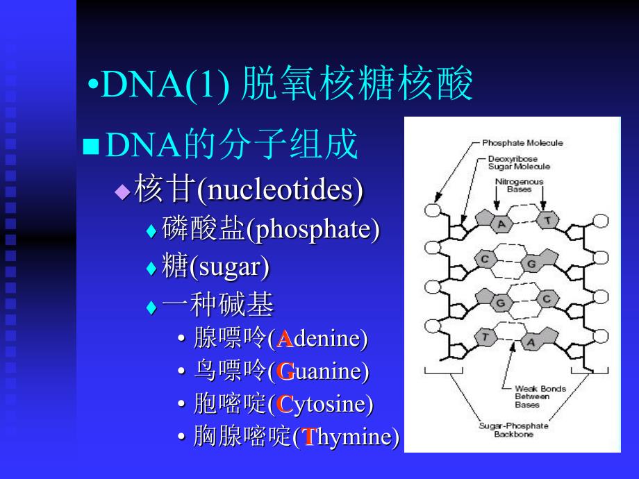 生物序列联配中的算法_第3页