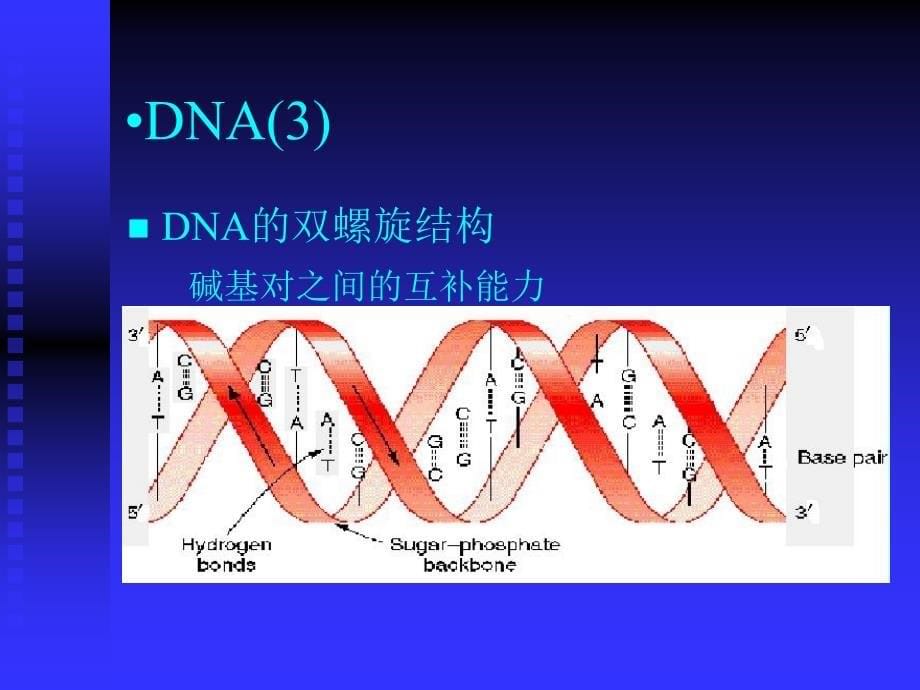 生物序列联配中的算法_第5页