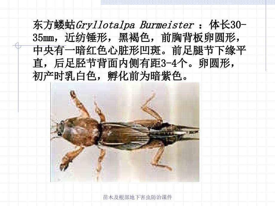 苗木及根部地下害虫防治课件_第3页