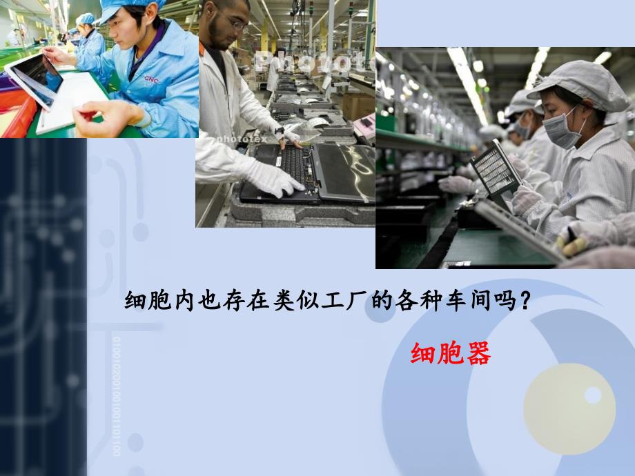 细胞质与细胞结构与功能.ppt_第2页