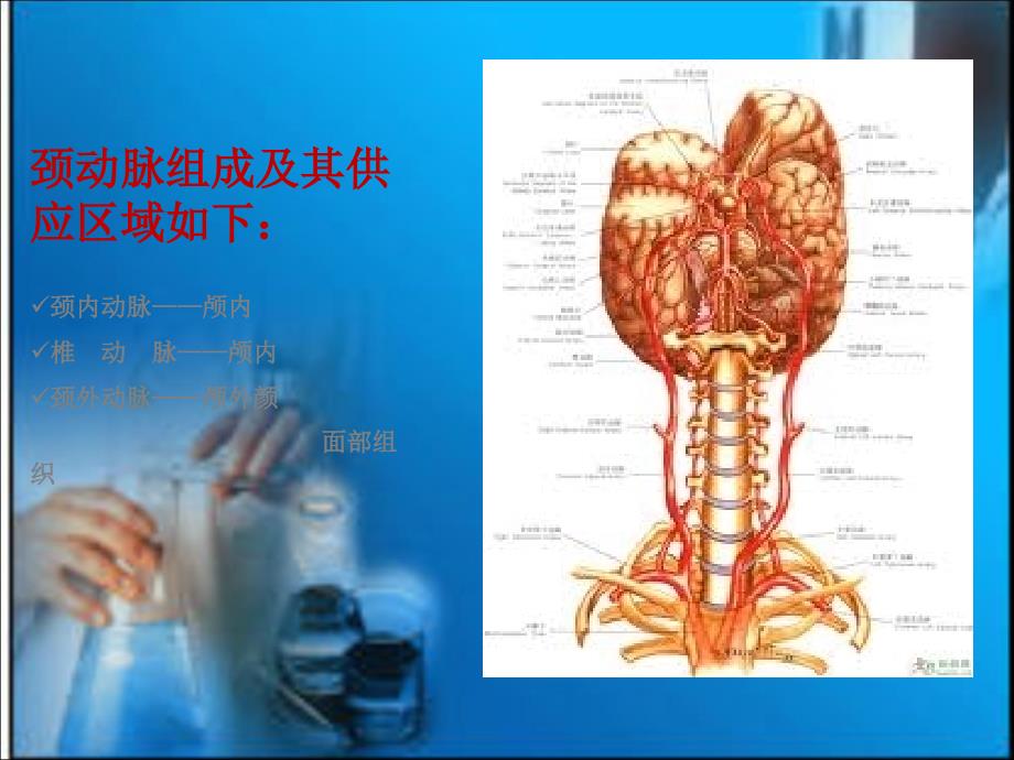 颈动脉超声检查_第2页