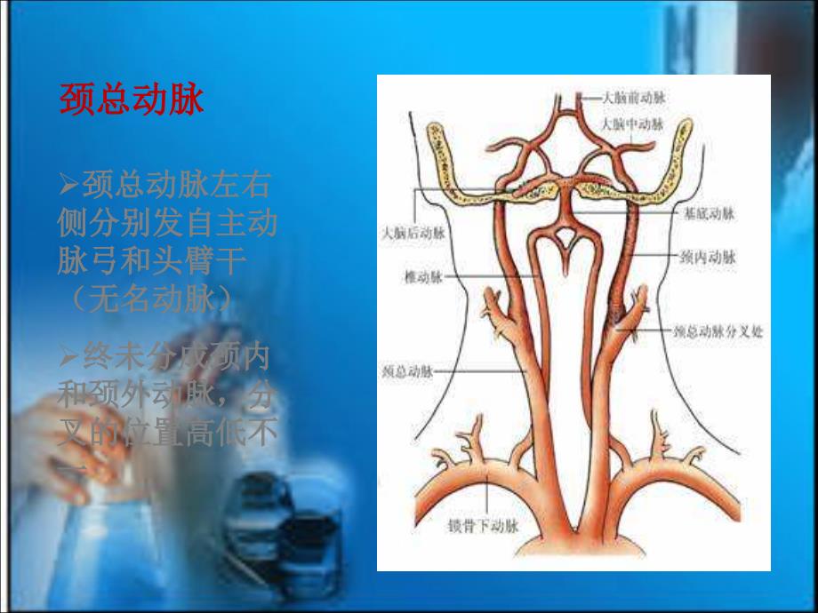 颈动脉超声检查_第3页