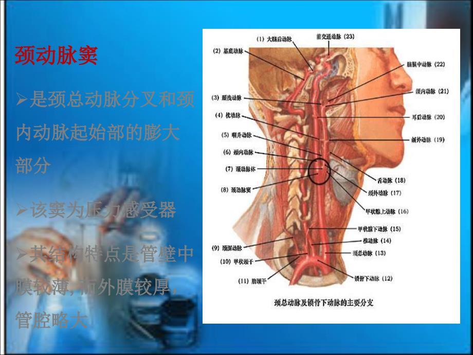 颈动脉超声检查_第4页