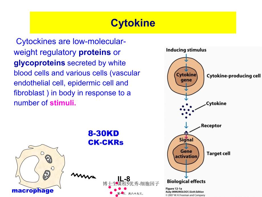 博士生课程5优秀细胞因子课件_第1页