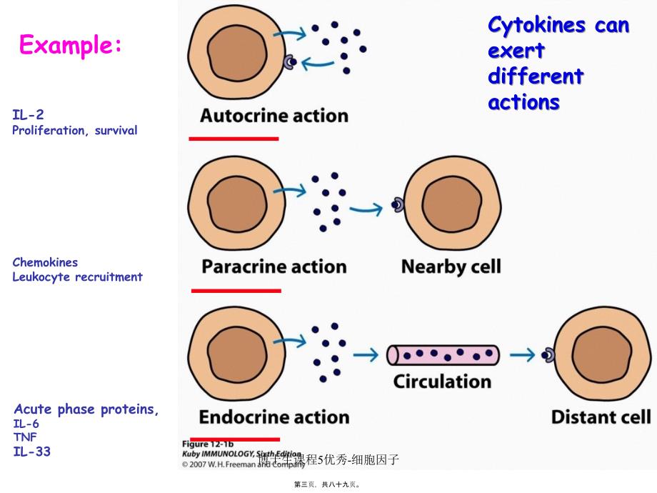 博士生课程5优秀细胞因子课件_第2页