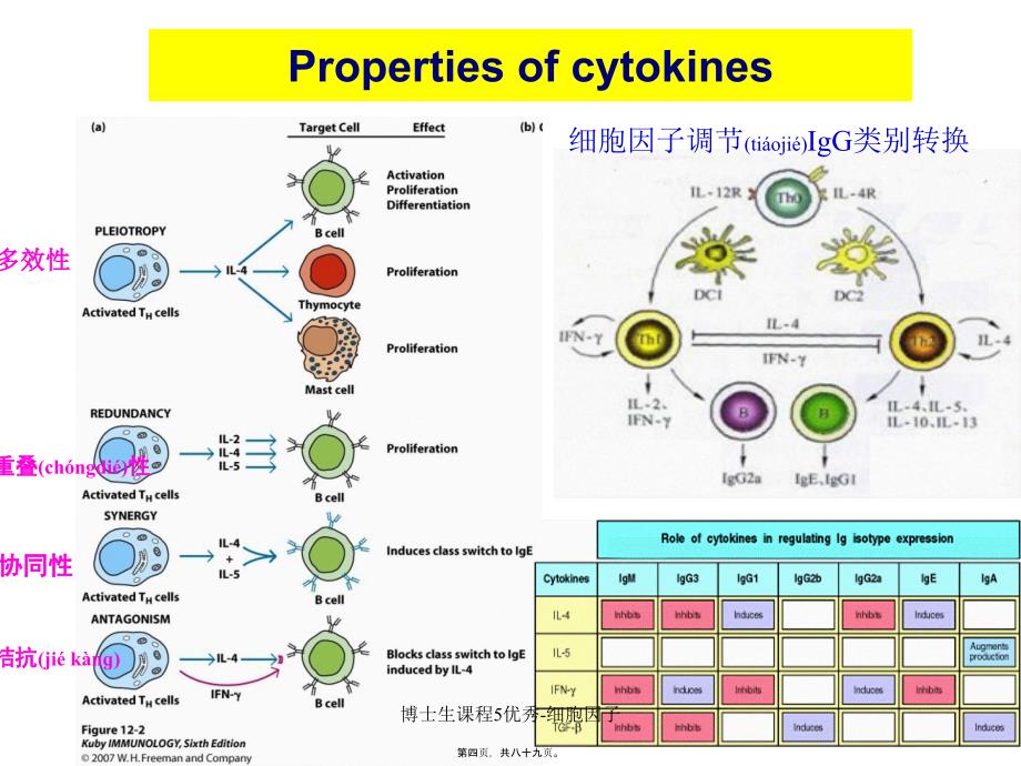 博士生课程5优秀细胞因子课件_第3页