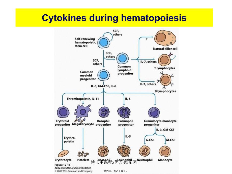 博士生课程5优秀细胞因子课件_第4页