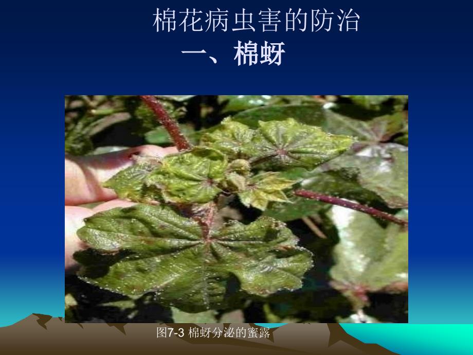 棉花病虫害的防治棉蚜课件_第1页