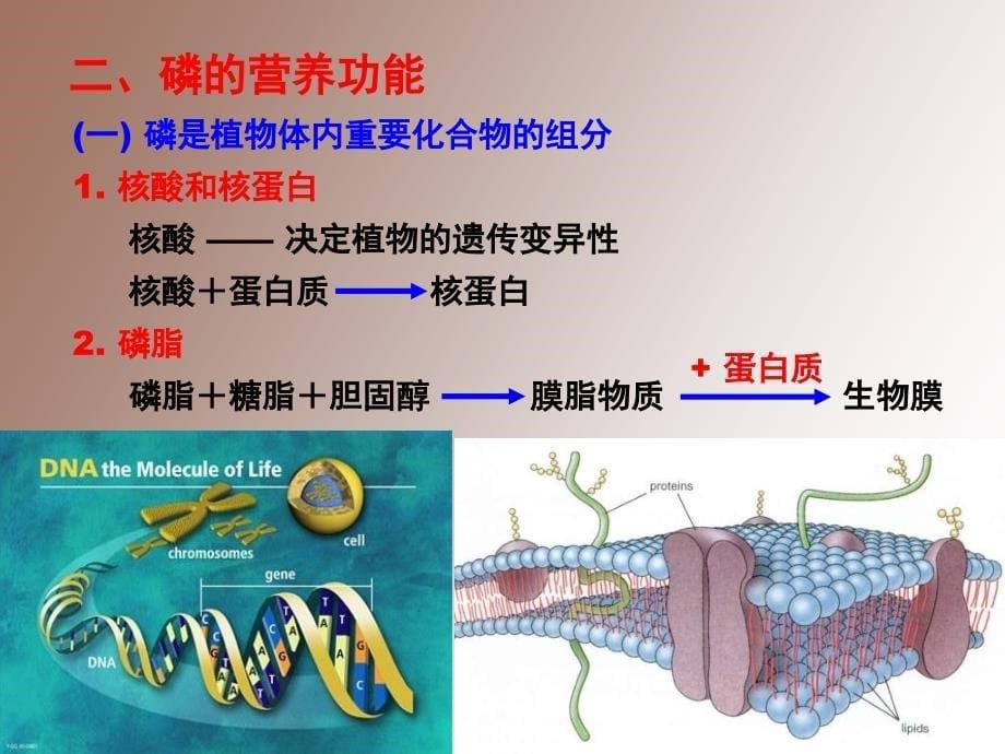 磷素营养与磷肥施用_第5页