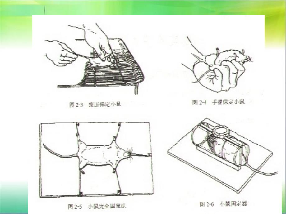 动物实验基本操作技术PPT课件_第4页