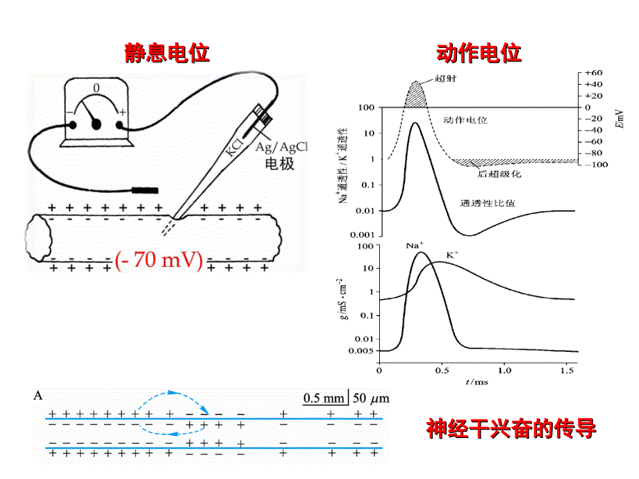 细胞间的信传递与转导_第1页