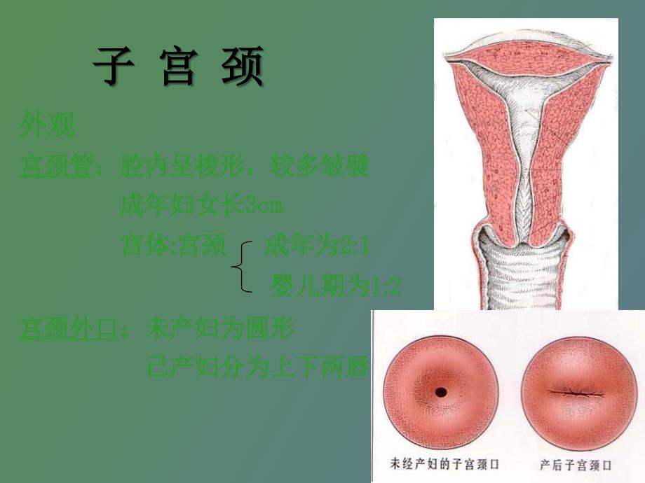 前置胎盘妇产科护士培训_第2页